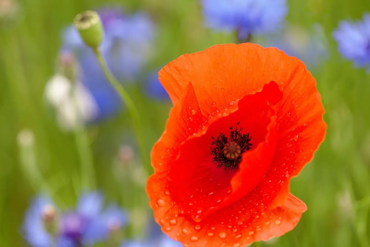 Fra græsplæne til blomstereng: guide til bestøvervenlig have på 90 dage