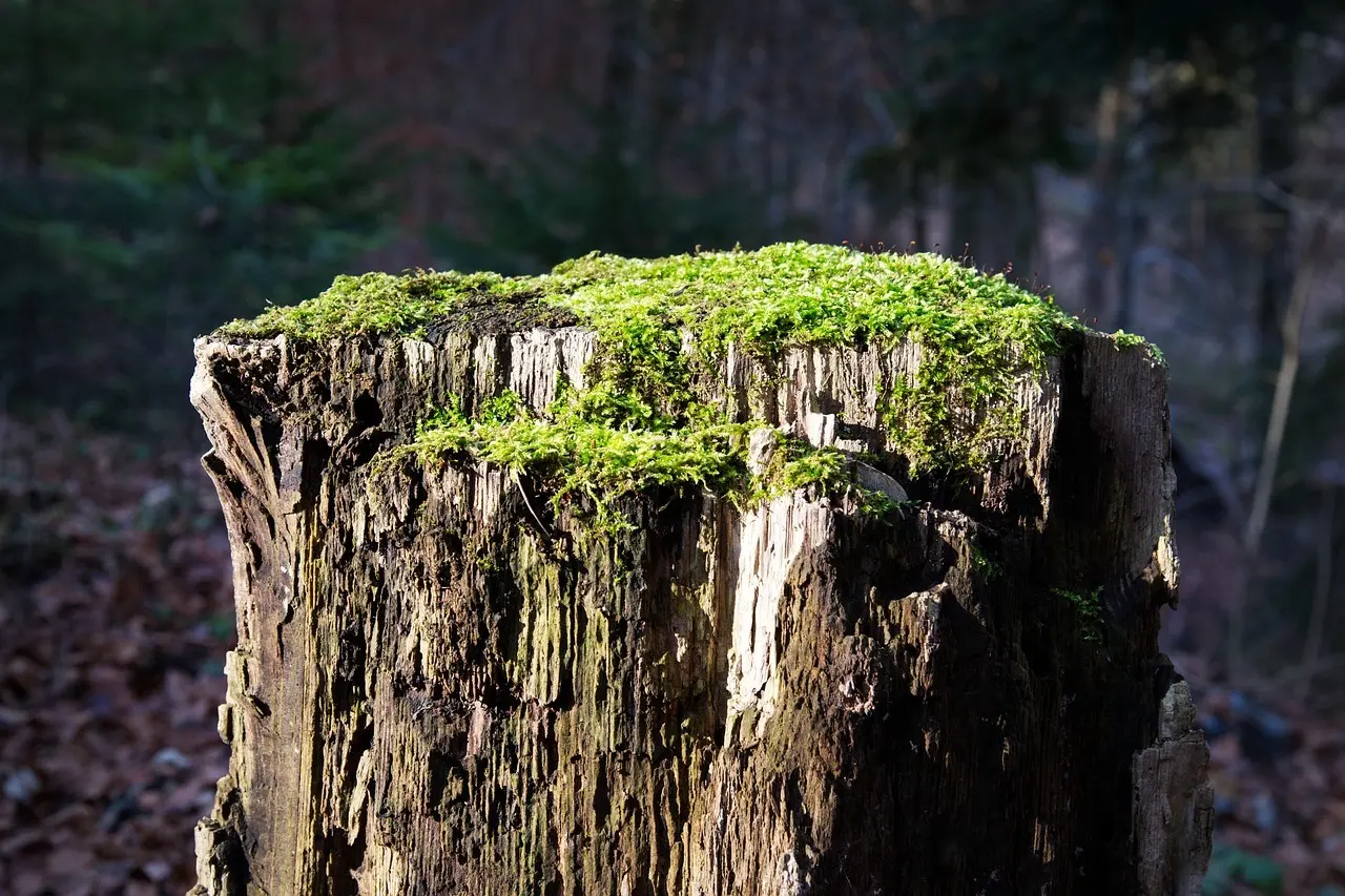 Zero waste i køkkenet: 20 praktiske tips, der sparer både mad og penge